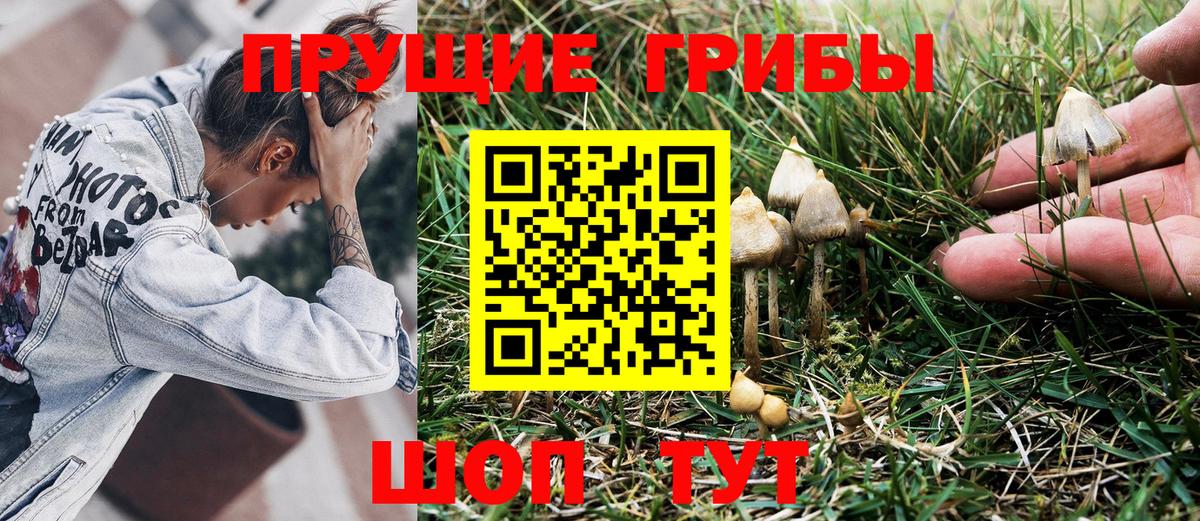 Сокол  Галлюциногенные грибы Psilocybine cubensis  Вход с VPN 